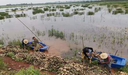 宿松县金塘村土地整理 乡村振兴的基石与先锋实践