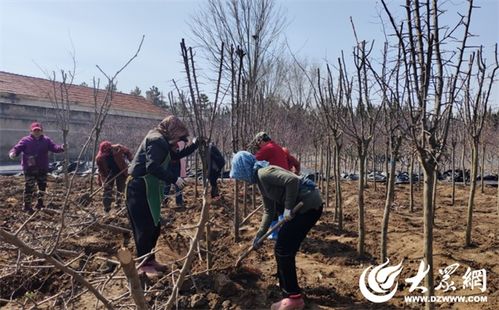 烟台园林 引进新品种苗木，筑就生态宜居城市新画卷
