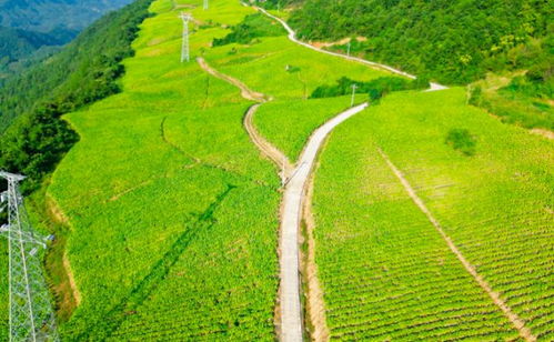 奉节新篇 贫瘠土地华丽转身，花果之乡筑梦宜居家园
